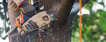 How Our Tree Care Process Works  in  Palmhurst, TX